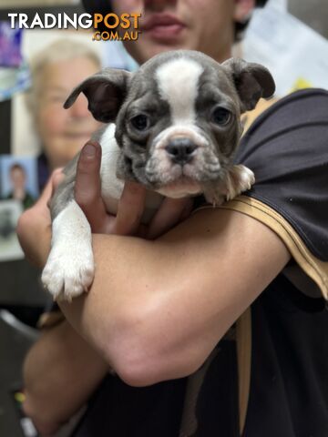 Beautiful Frenchton Puppies