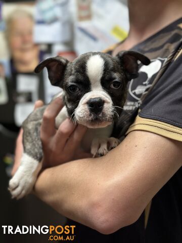 Beautiful Frenchton Puppies