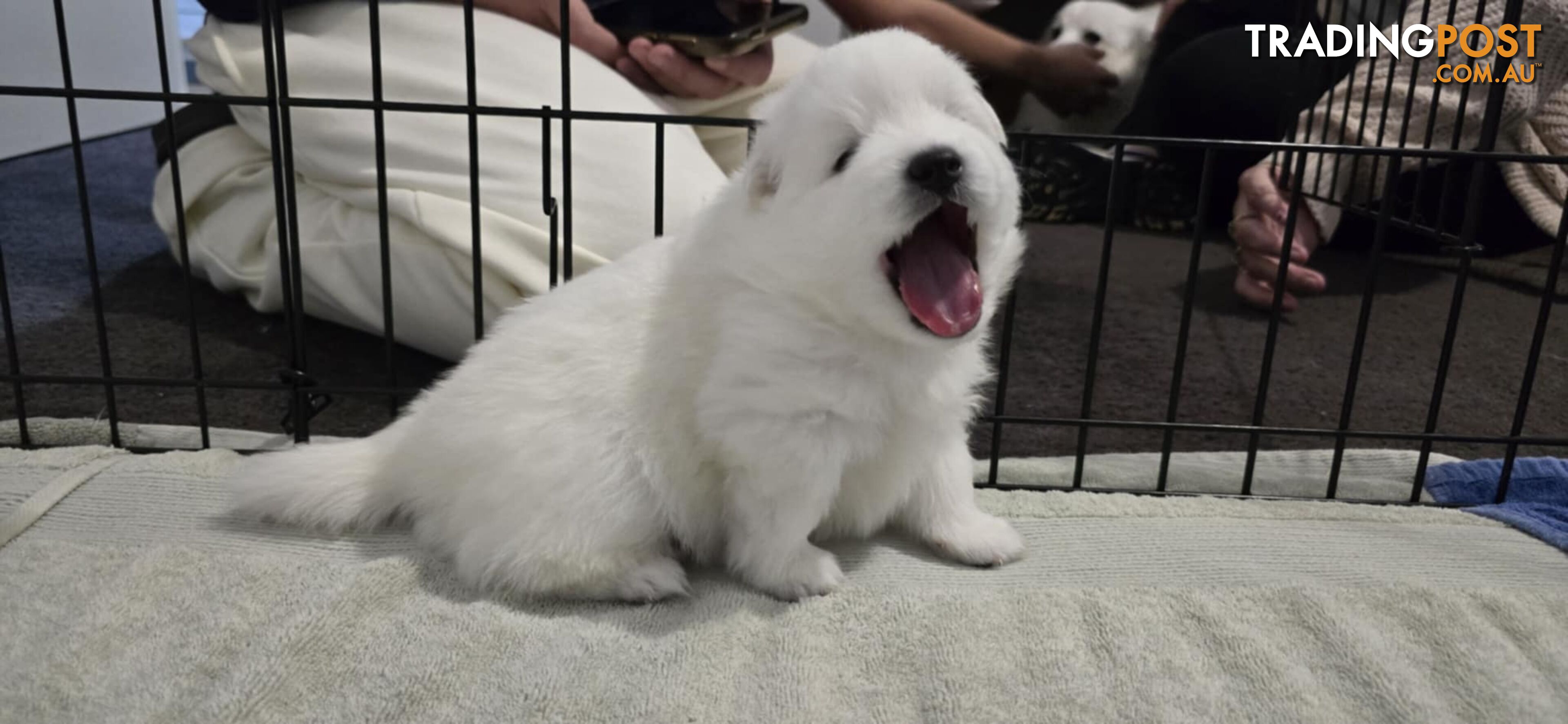 Japanese Spitz