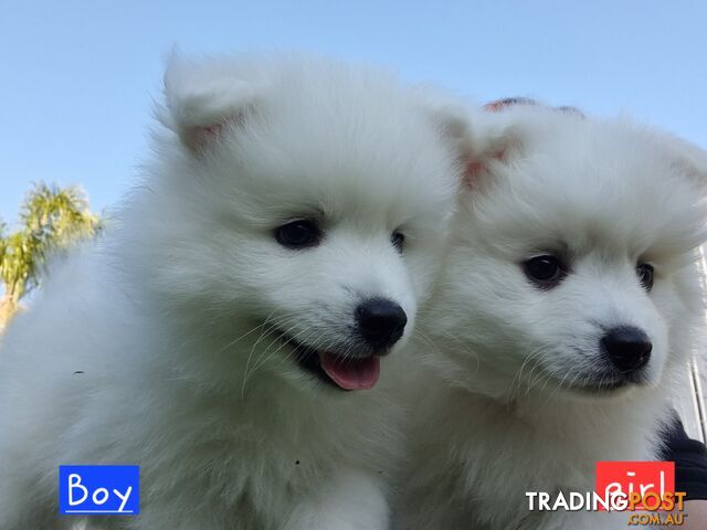 Japanese Spitz