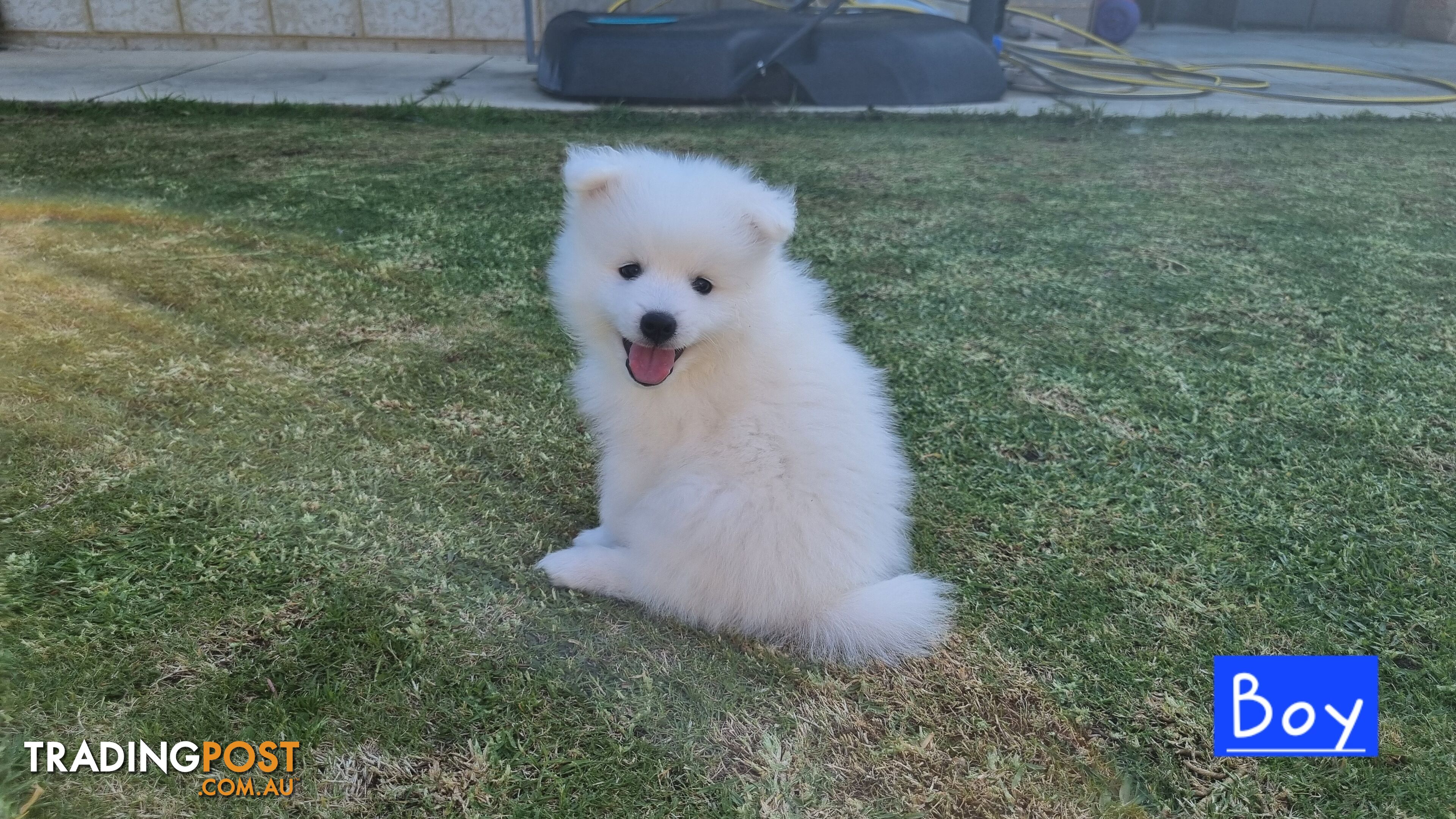 Japanese Spitz