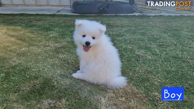 Japanese Spitz