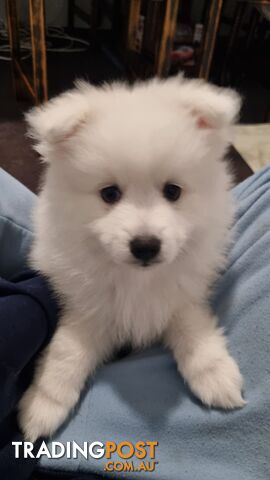 Japanese Spitz