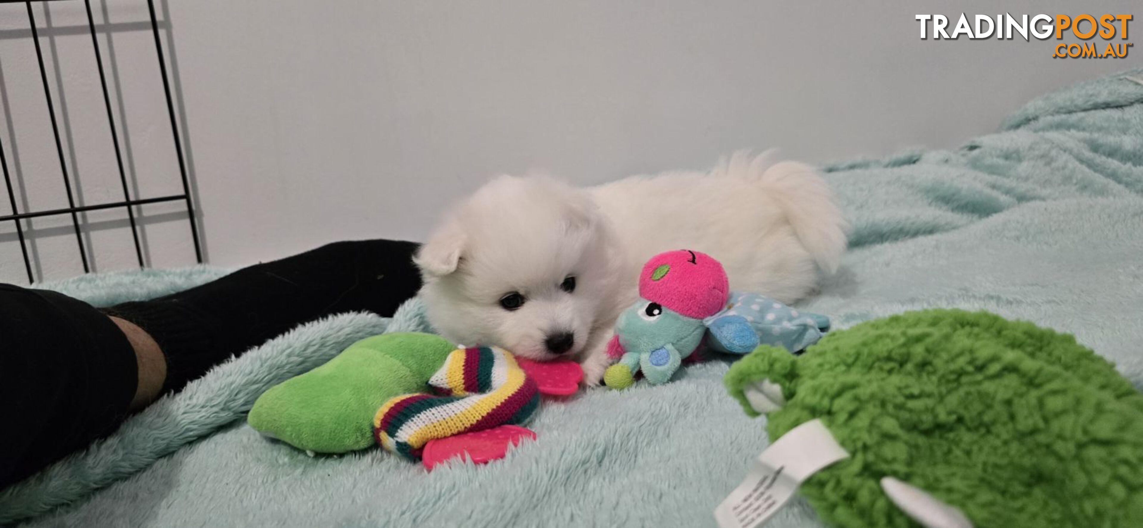 Japanese Spitz