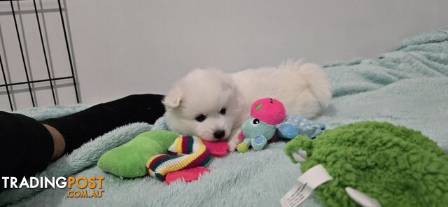 Japanese Spitz