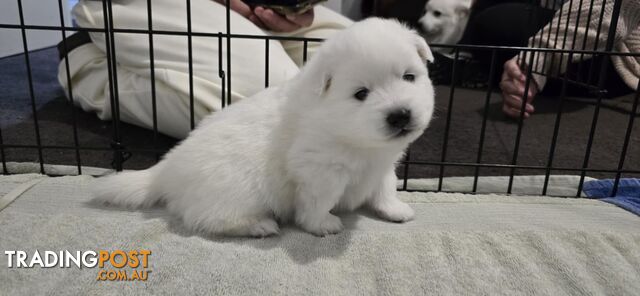 Japanese Spitz