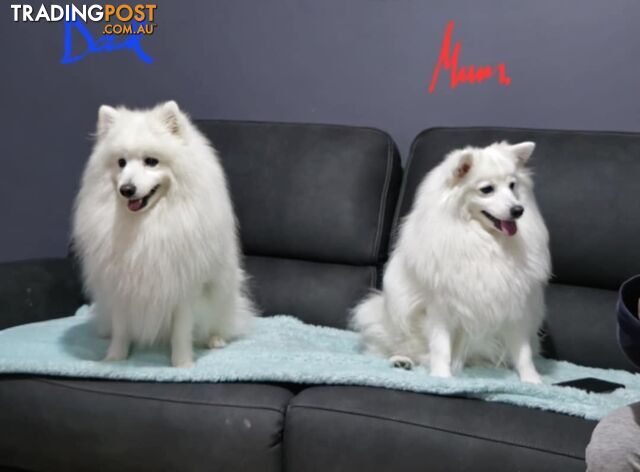 Japanese Spitz