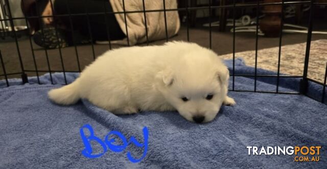 Japanese Spitz