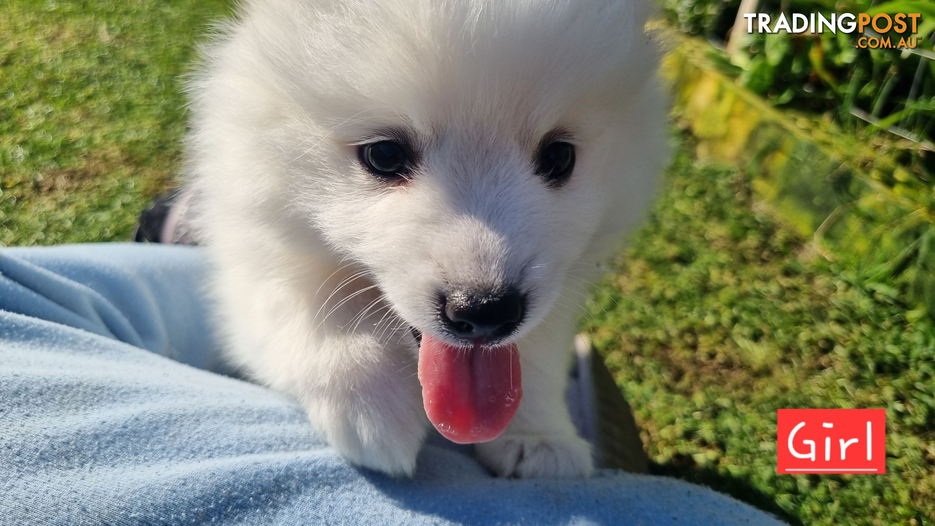 Japanese Spitz