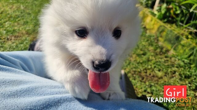 Japanese Spitz