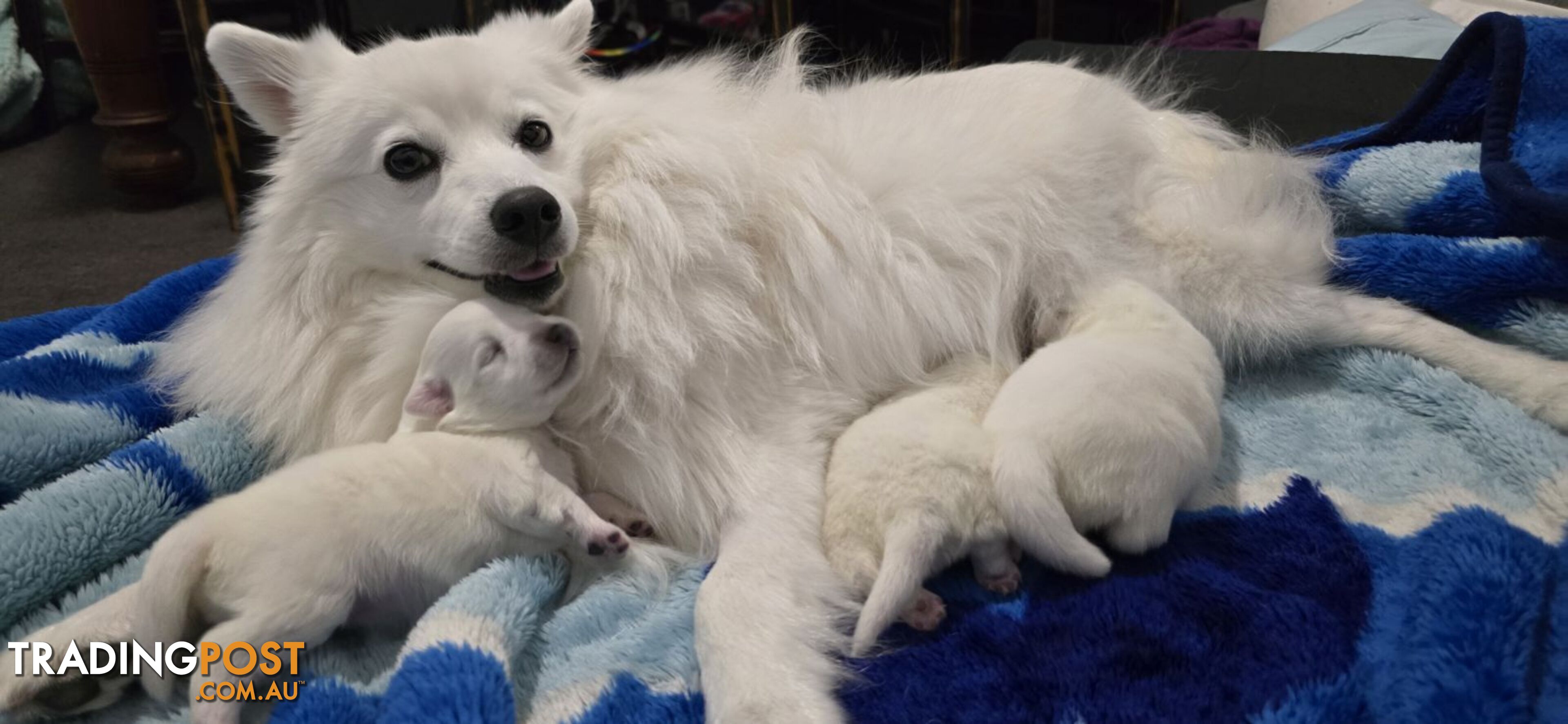 Japanese Spitz