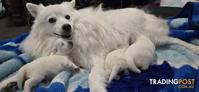 Japanese Spitz