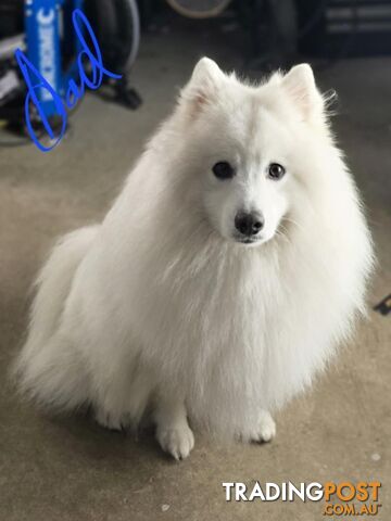 Japanese Spitz