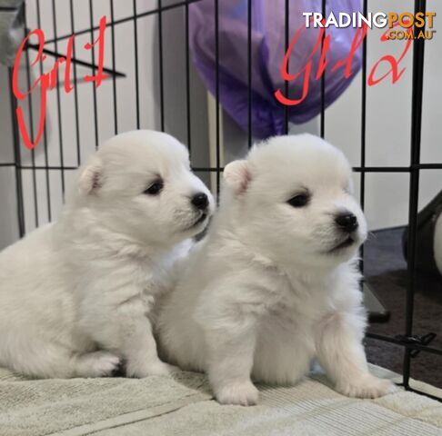 Japanese Spitz