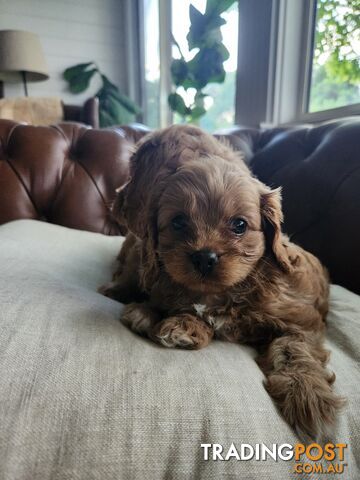 Toy Cavoodle Puppies.First Generation