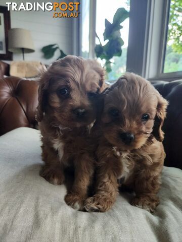 Toy Cavoodle Puppies.First Generation