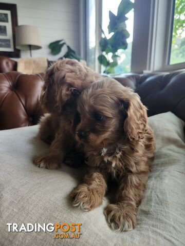 Toy Cavoodle Puppies.First Generation