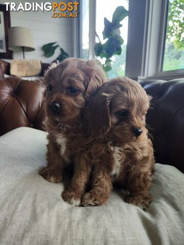 Toy Cavoodle Puppies.First Generation