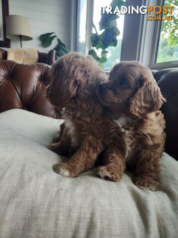 Toy Cavoodle Puppies.First Generation