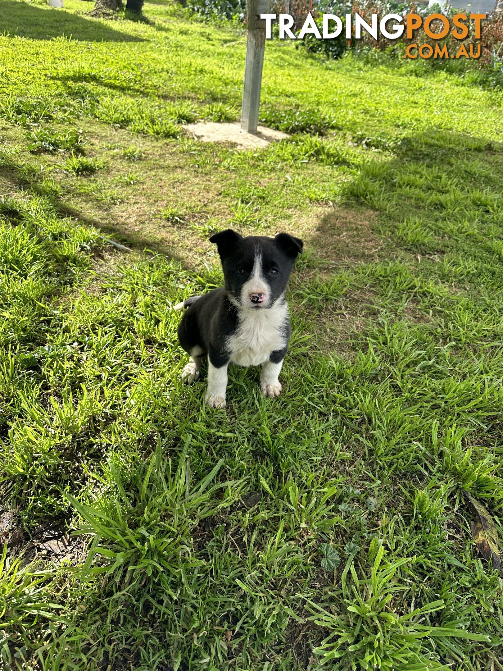 Border Collie Female Puppy