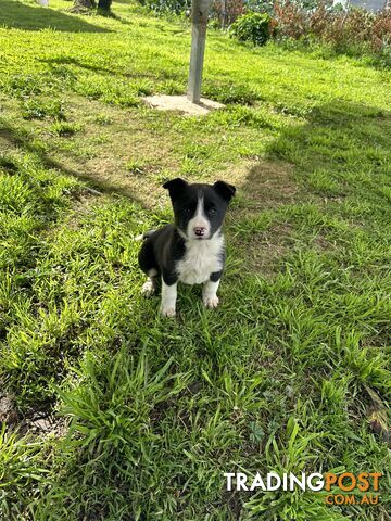 Border Collie Female Puppy