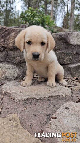 Trading post hot sale labrador puppies