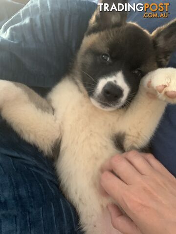 American-Akita-puppies-purebred