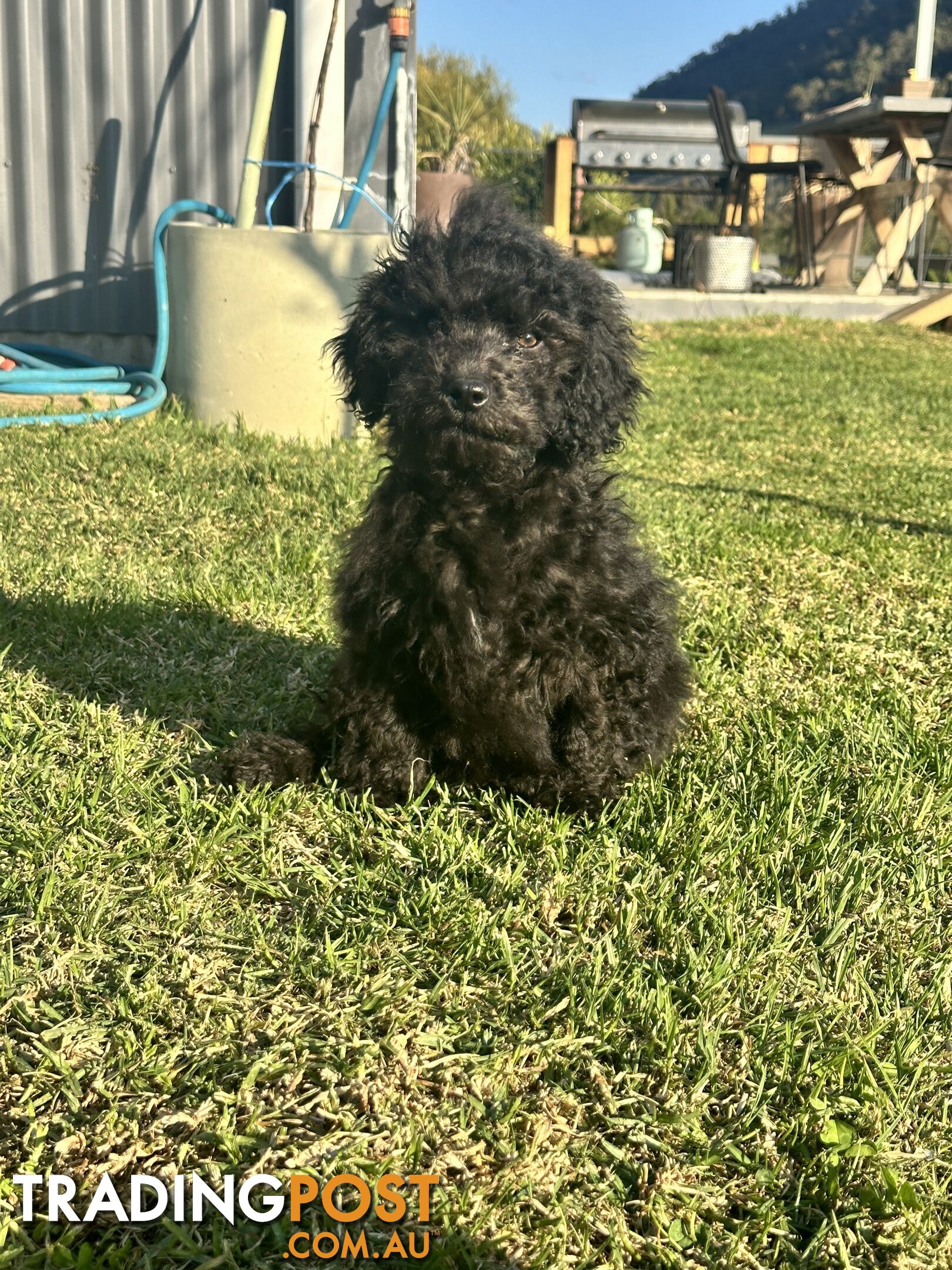 Labradoodles (mini) multi Gen