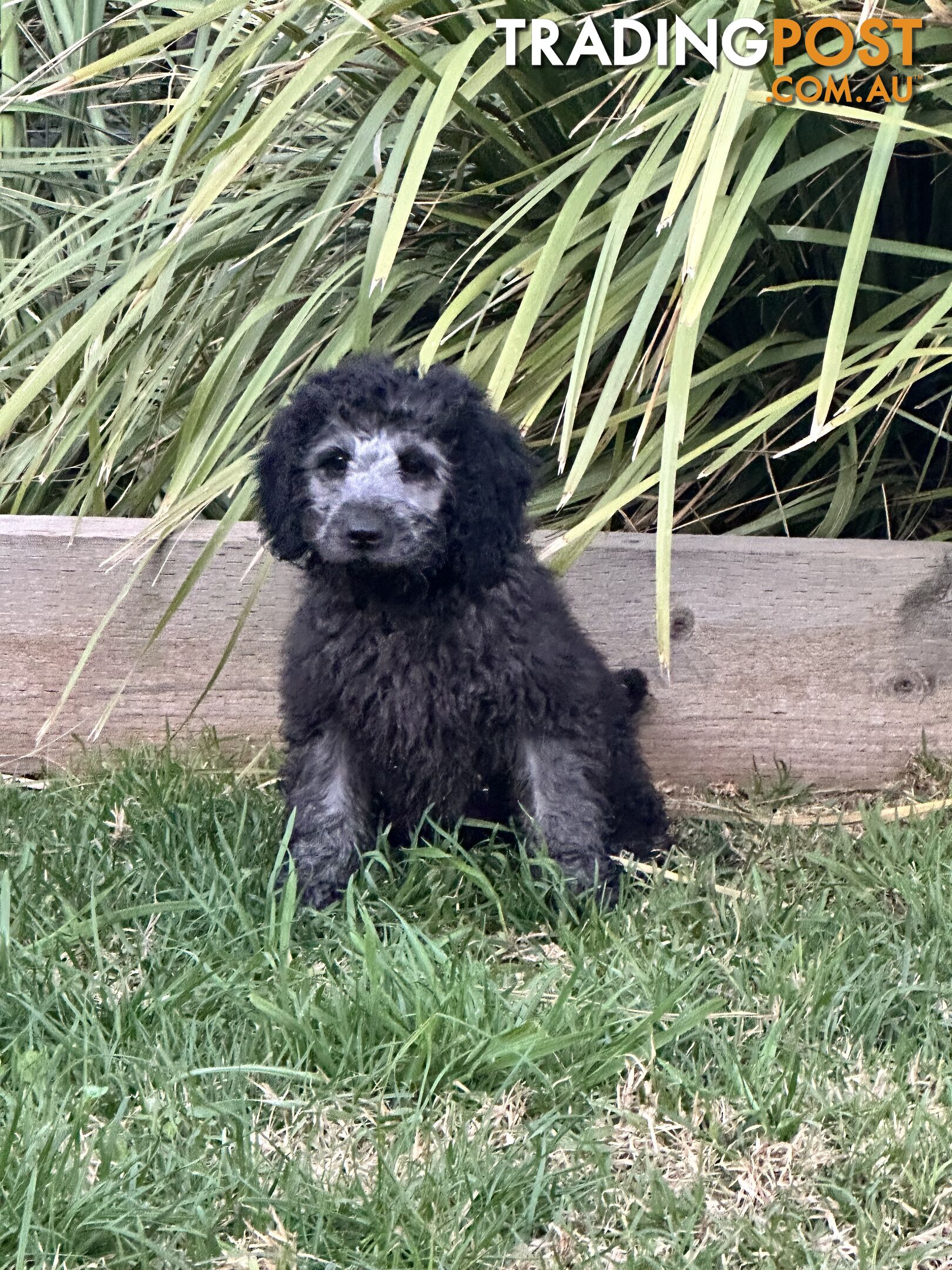 Labradoodles (mini) multi Gen