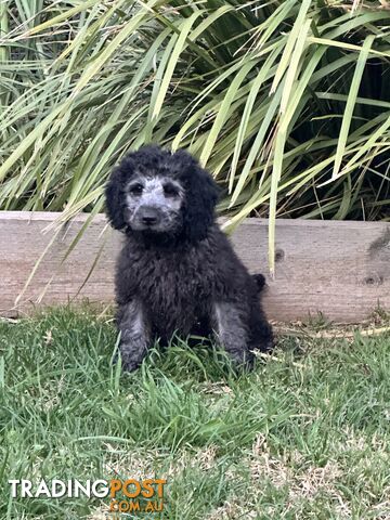 Labradoodles (mini) multi Gen