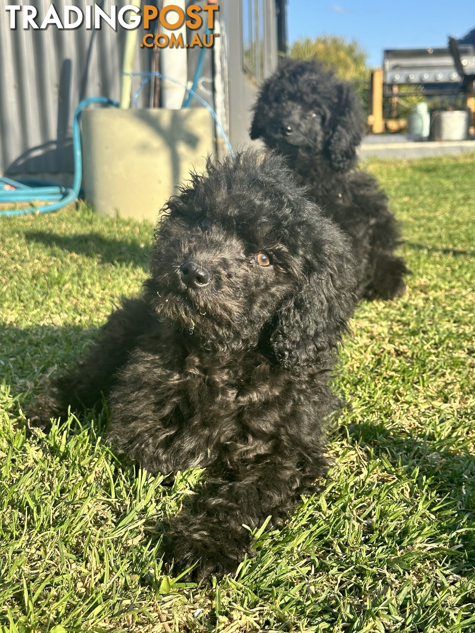 Labradoodles (mini) multi Gen