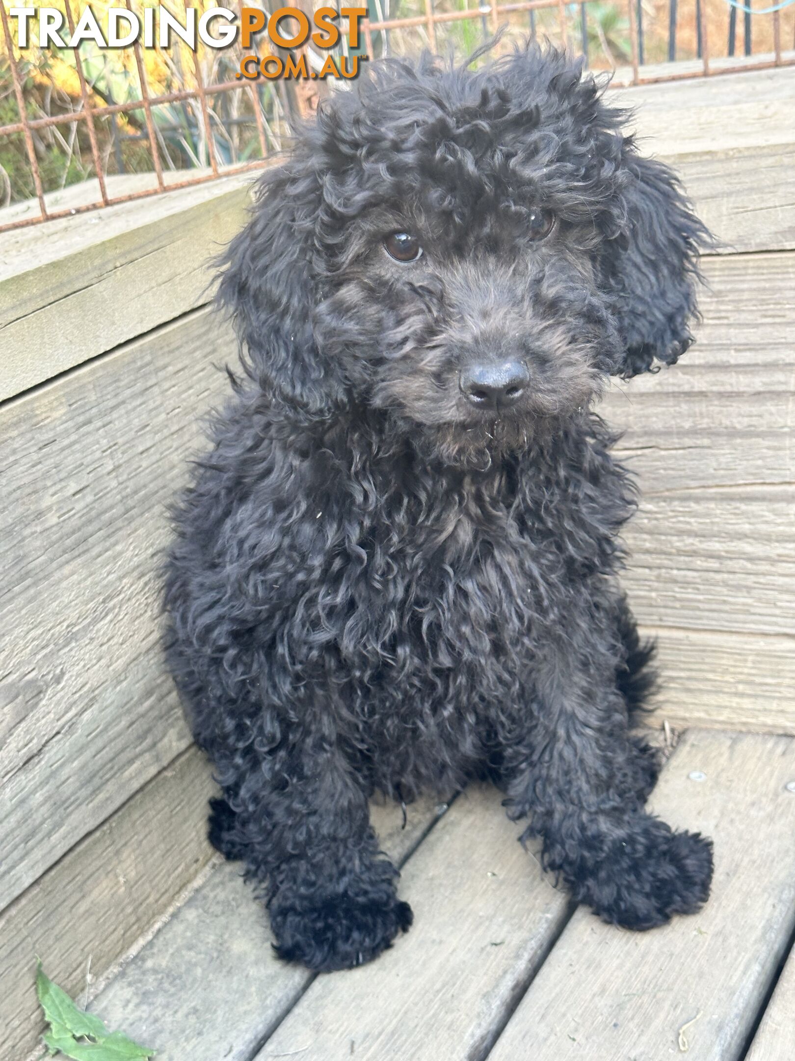 Labradoodles (mini) multi Gen