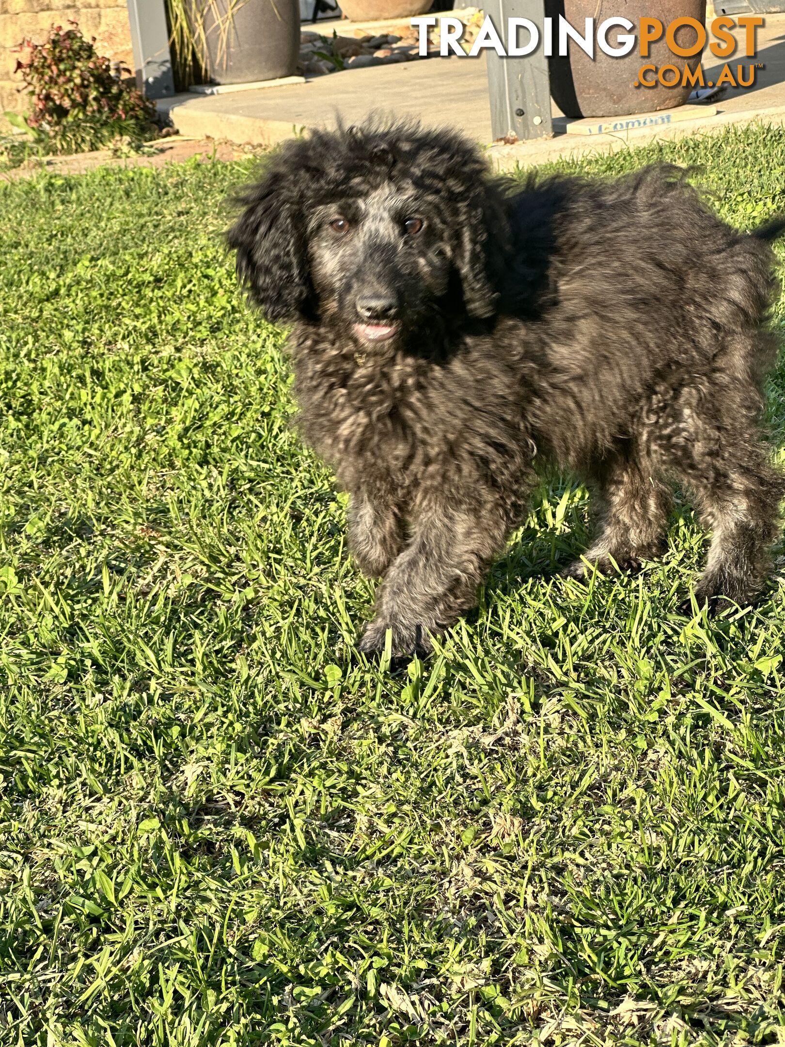 Labradoodles (mini) multi Gen