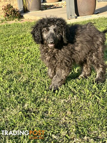 Labradoodles (mini) multi Gen