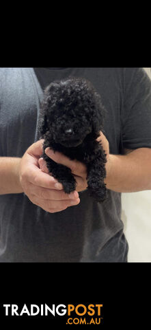 Female toy cavoodle puppy