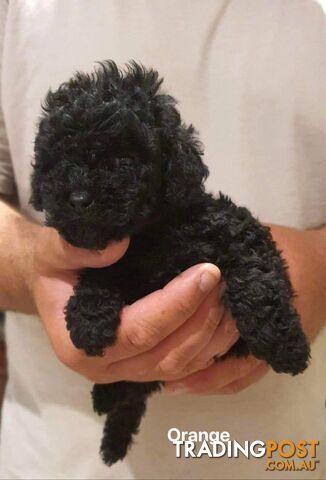 3-female-purebred-toy-poodle-puppies