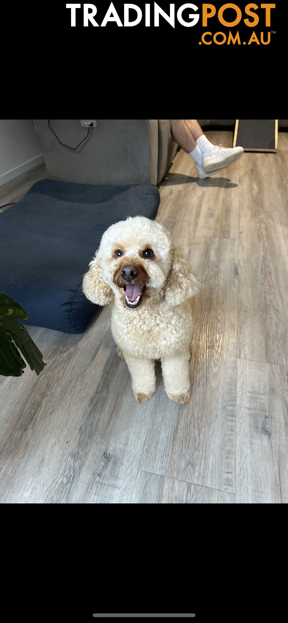 Mini Labradoodles