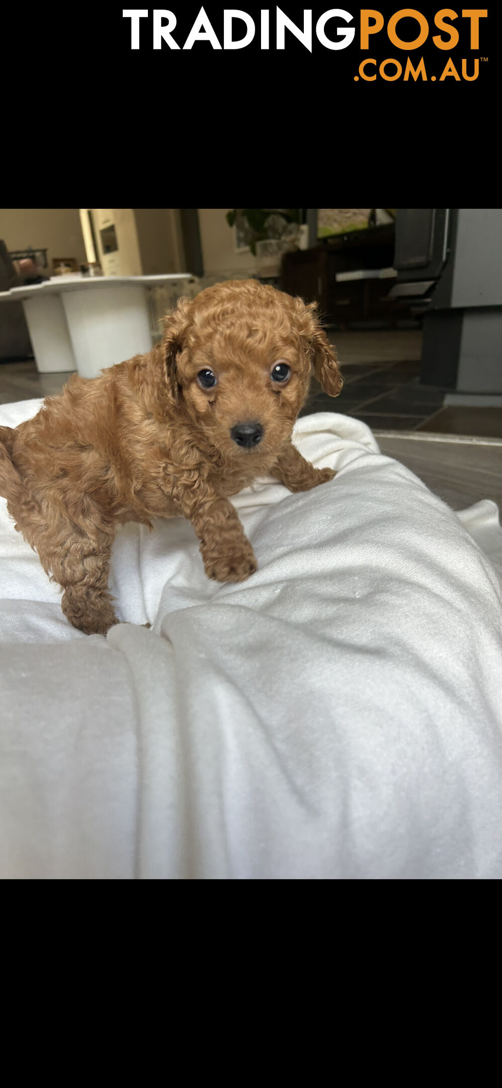 Mini Labradoodles