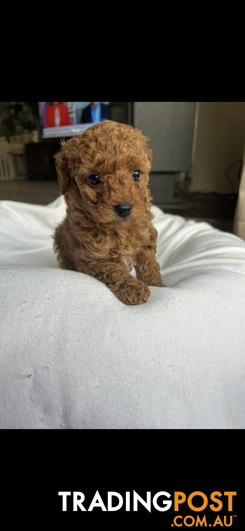 Mini Labradoodles