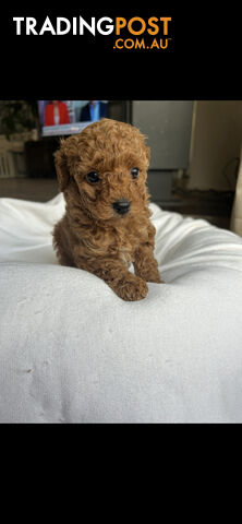 Mini Labradoodles