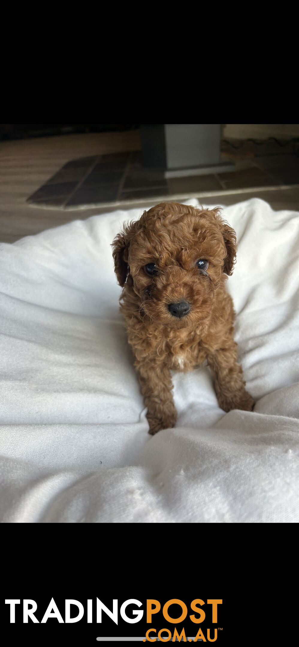 Mini Labradoodles