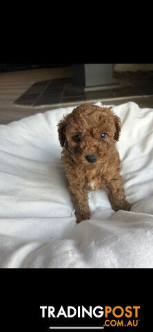 Mini Labradoodles