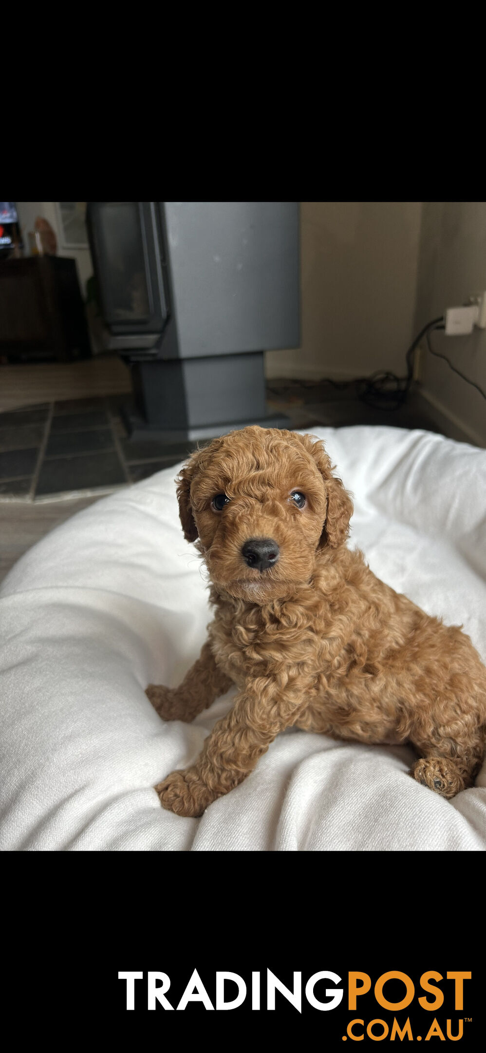 Mini Labradoodles