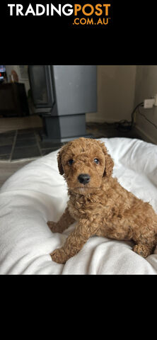 Mini Labradoodles