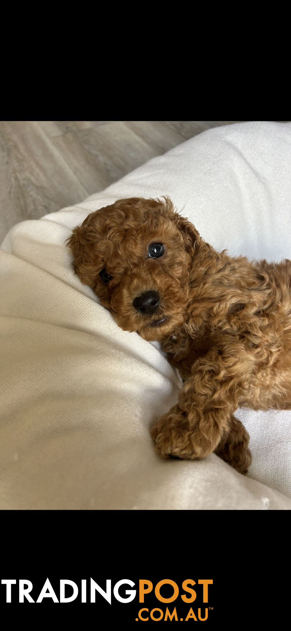 Mini Labradoodles