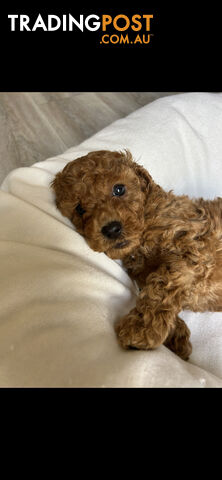 Mini Labradoodles