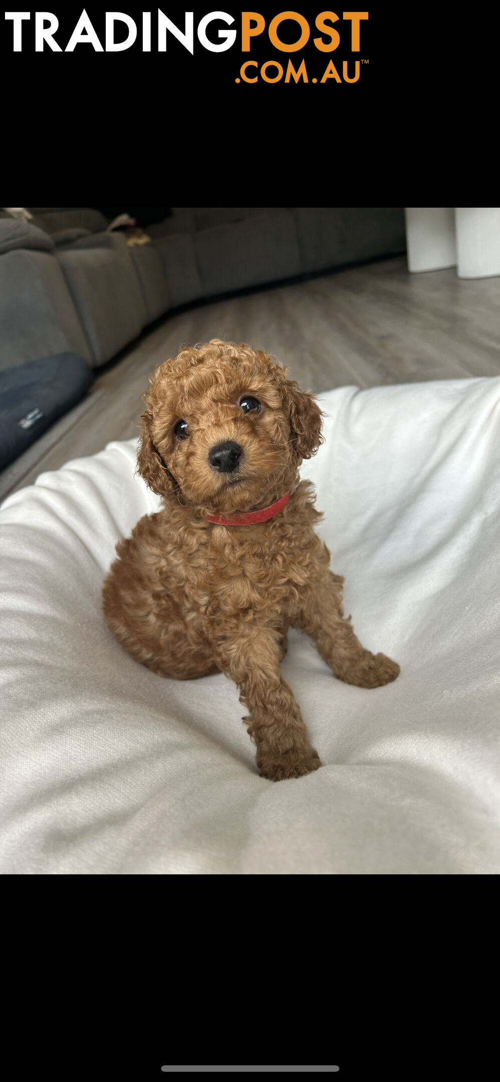 Mini Labradoodles