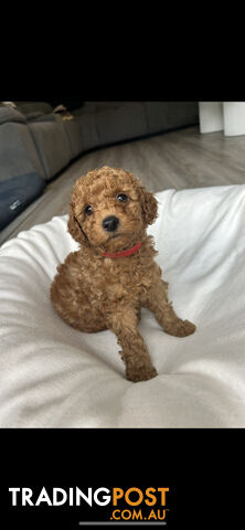 Mini Labradoodles