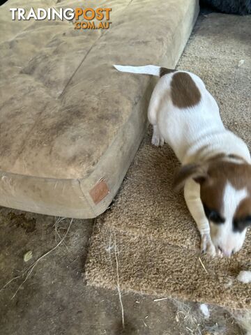 Jack Russell puppies