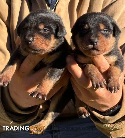 Purebred Black & Tan Kelpie Puppies – Working Bloodlines